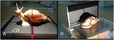 Comparative diagnostic imaging in giant African land snails (Achatinidae)